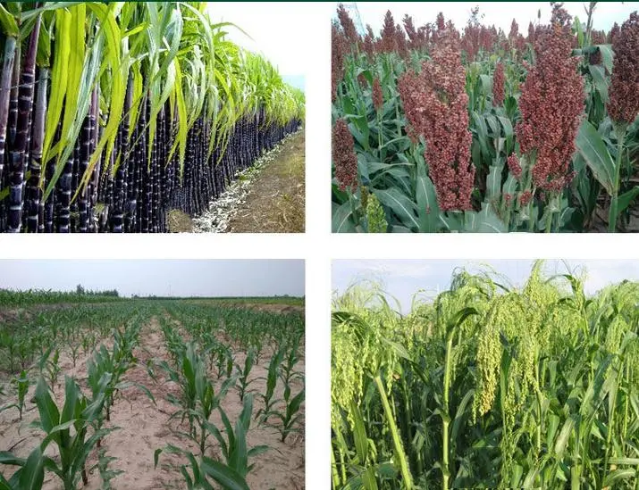 Ετήσιο Sc Weedicide Mesotrione 15% ζιζανίων ελέγχου ζιζανιοκτόνου τομέων ζαχαροκάλαμων καλαμποκιού