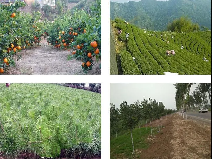 Ετήσιο Sc Weedicide Mesotrione 15% ζιζανίων ελέγχου ζιζανιοκτόνου τομέων ζαχαροκάλαμων καλαμποκιού